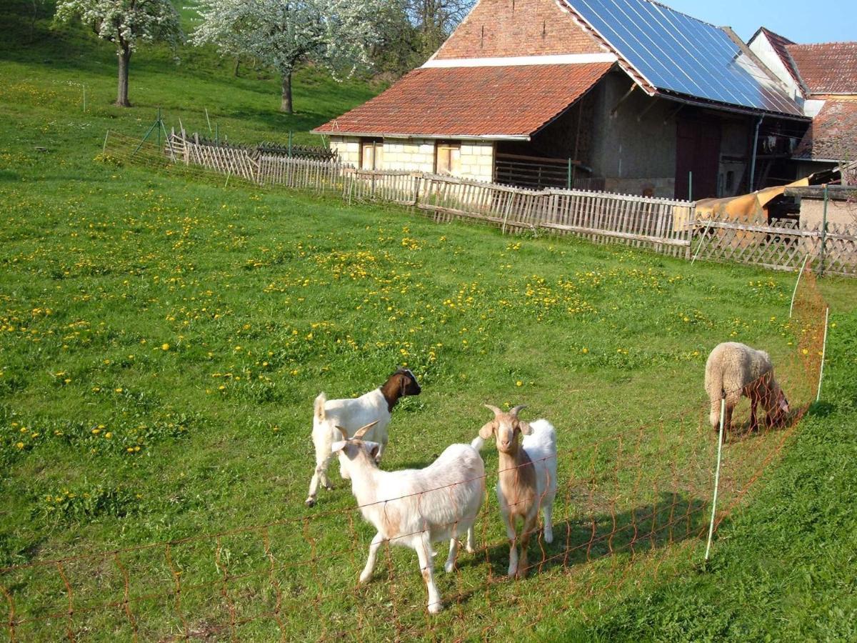 Ferienwohnungen "Allerleigruen" Langenroda Εξωτερικό φωτογραφία